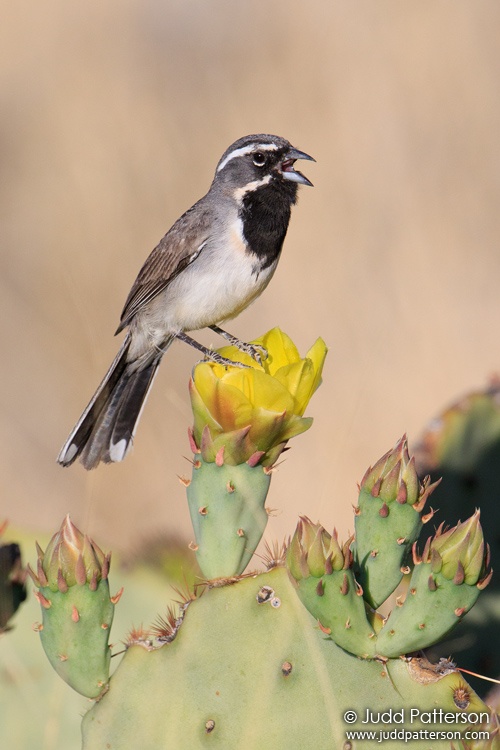 Black-throated Sparrow, Big Bend National Park, Texas, United States